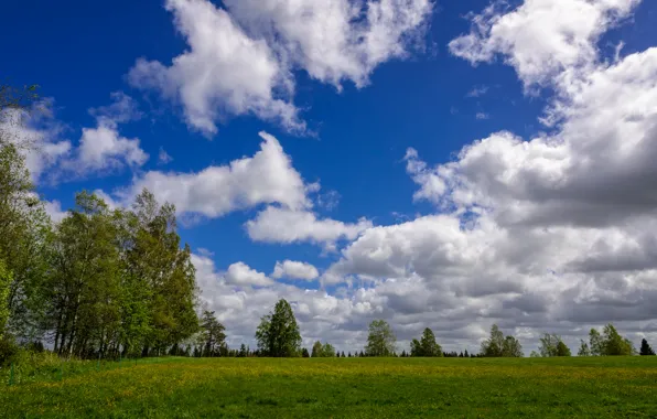 Greens, field, summer, the sky, clouds, trees, nature, green