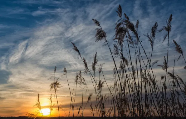 Nature, reed, the sky, morning, beauty