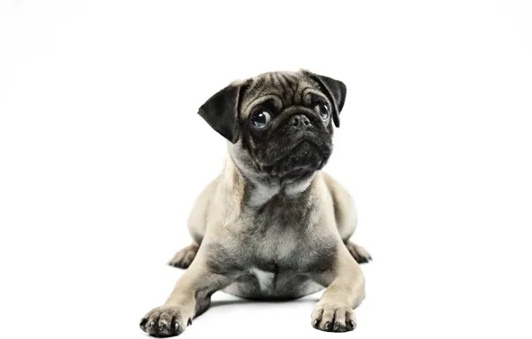Look, dog, pug