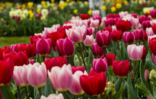 Picture tulips, buds, a lot