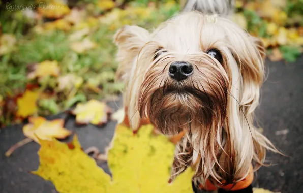 Autumn, on the walk, with leaves, Yorkie
