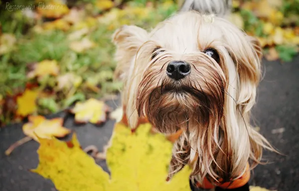 Picture autumn, on the walk, with leaves, Yorkie