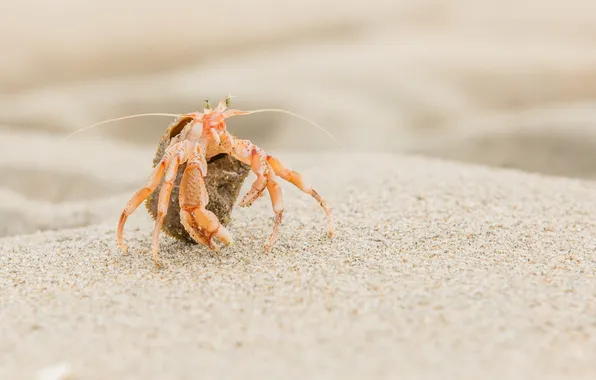 Nature, background, crab