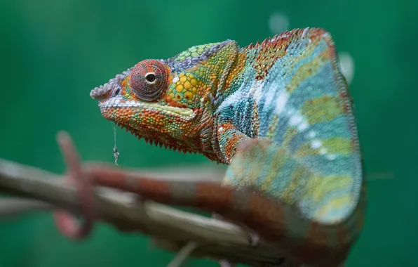 Branches, chameleon, lizard, colorful