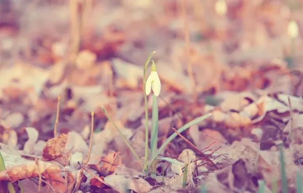 Picture leaves, flowers, background, Wallpaper, plant, snowdrop, Galanthus