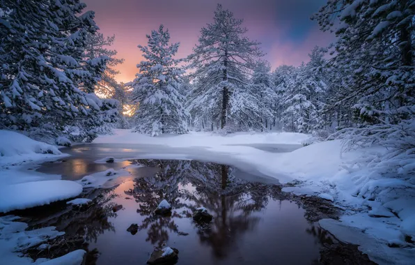 Picture winter, snow, trees, landscape, nature, river, morning, Evgeni Fabis