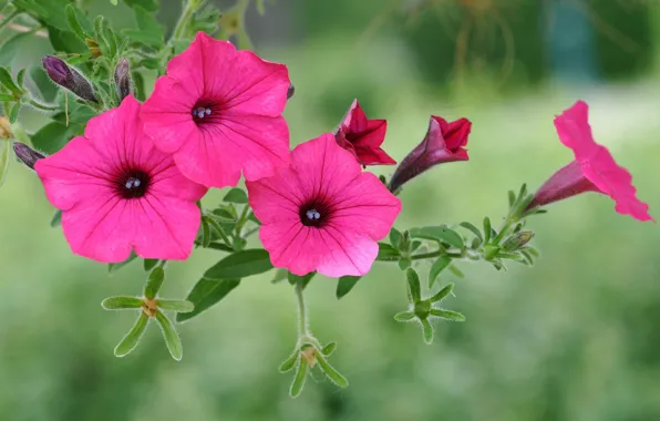 Flowers, background, petunias