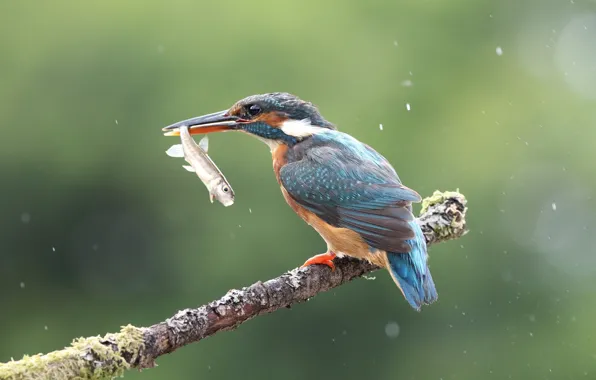 Drops, squirt, green, background, bird, fish, branch, bird