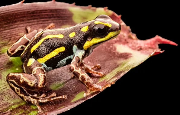 Picture toxic, black, yellow, frog, leaf