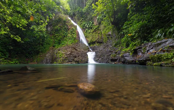 Picture greens, trees, tropics, stones, waterfall, Guadeloupe, Basse-Terre