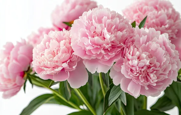 Flowers, bouquet, spring, white background, pink, peonies, AI art, neural network