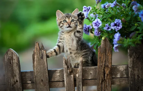 Flowers, the fence, kitty, foot, Yuriy Korotun