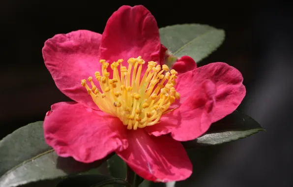 Picture summer, flowers, flowering, shrub, Camellia
