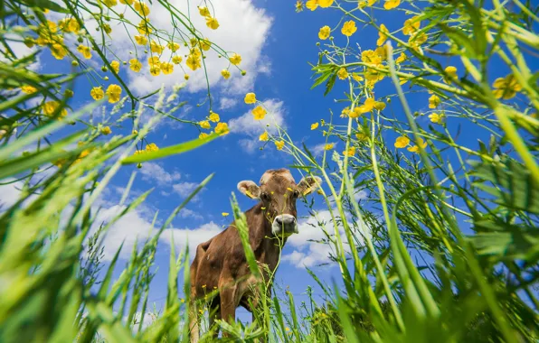 Greens, summer, the sky, grass, look, face, clouds, flowers