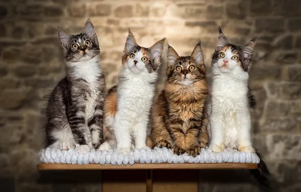 Look, cats, kitty, wall, kittens, bricks, striped, table