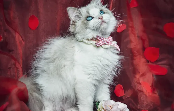 Cat, look, nature, pose, kitty, face