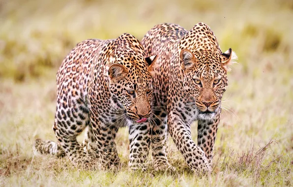 Field, look, leopard, pair, leopards, two leopard