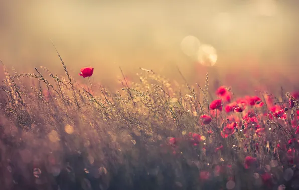 Field, summer, grass, light, flowers, red, nature, glare