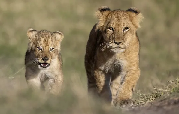 Field, look, nature, pose, lions, the cubs, faces