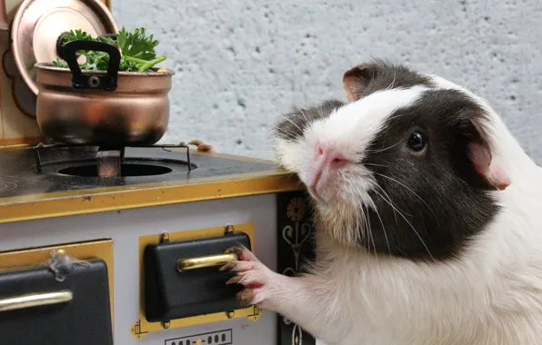 Food, muzzle, kitchen, pan, Guinea pig, hostess, cooking, gas stove