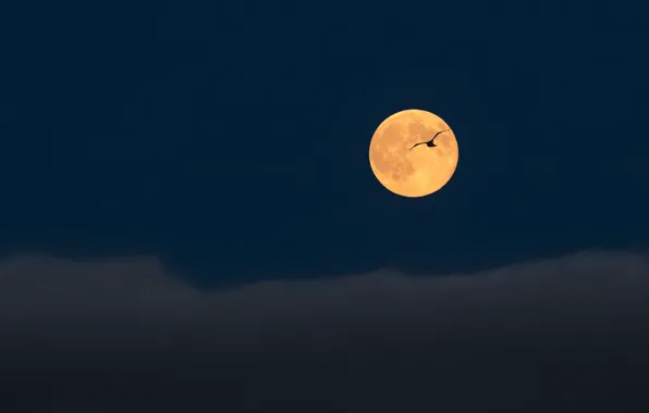 Picture the sky, flight, clouds, bird, the moon, Night, the full moon
