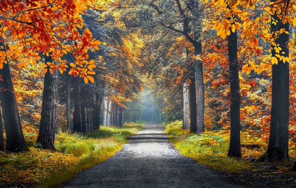 Autumn, trees, fog, Park, branch, foliage, track, haze