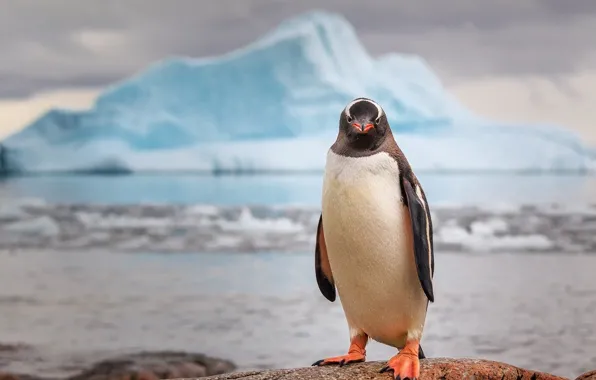 Picture rocks, iceberg, Antarctica, penguin
