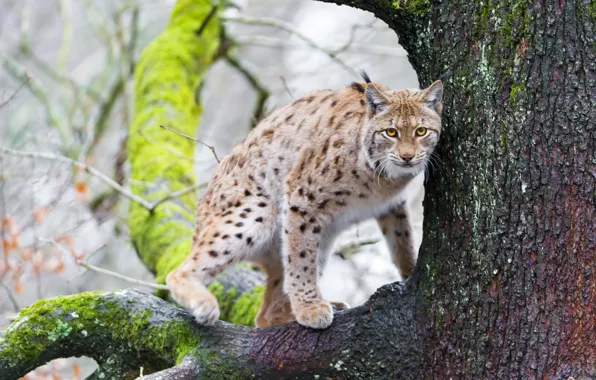 Picture cat, tree, moss, branch, lynx, ©Tambako The Jaguar