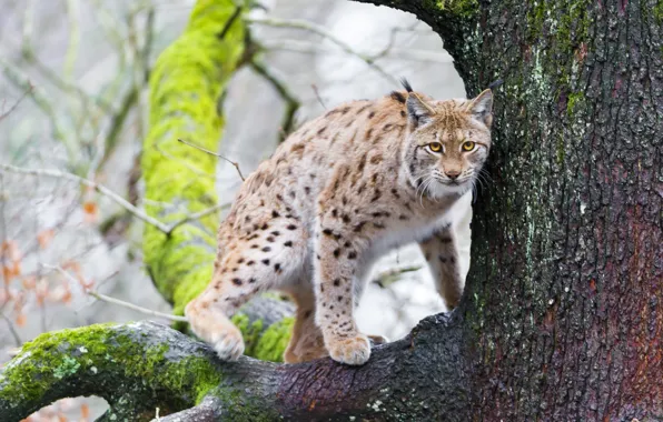 Cat, tree, moss, branch, lynx, ©Tambako The Jaguar