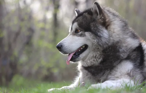 Picture language, look, background, each, dog