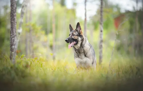 Picture nature, each, dog