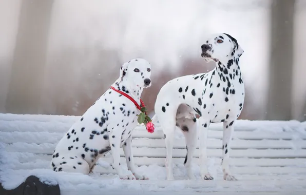 Winter, dogs, flower, snow, love, bench, fog, Park