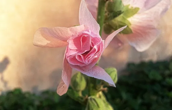 Flowers, pink, mallow