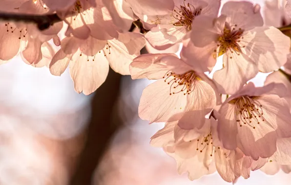 Light, flowers, branch, spring, Sakura, white, flowering, bokeh