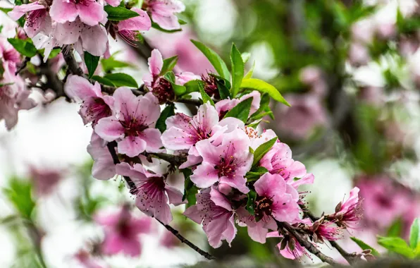 Leaves, flowers, branch, spring, pink, flowering, peach, bokeh