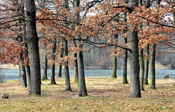 Picture autumn, trees, nature, Park