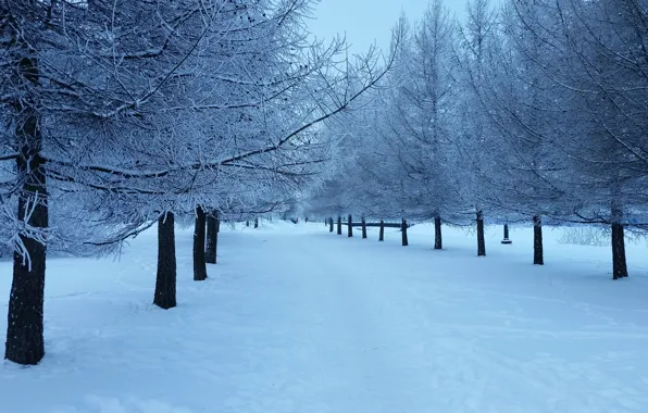 Picture Nature, Winter, Snow, Landscape, Tree, Tree, The snow on the tree, Herringbones