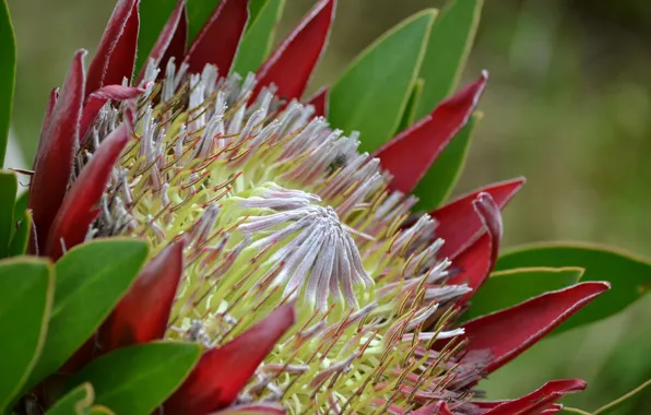 Flower, nature, petals, protea cynaroides, king protea