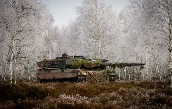 Picture forest, grass, trees, tank, combat, Leopard 2A6M