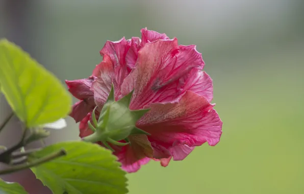 Picture leaves, nature, plant, petals