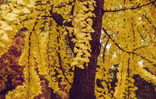 Autumn, leaves, nature, tree, branch, foliage, yellow, a lot