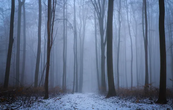 Winter, forest, snow, trees, nature, fog, Susanne Pabst