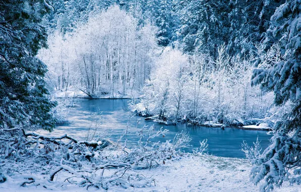 FOREST, NATURE, SNOW, WINTER, TREES, RIVER