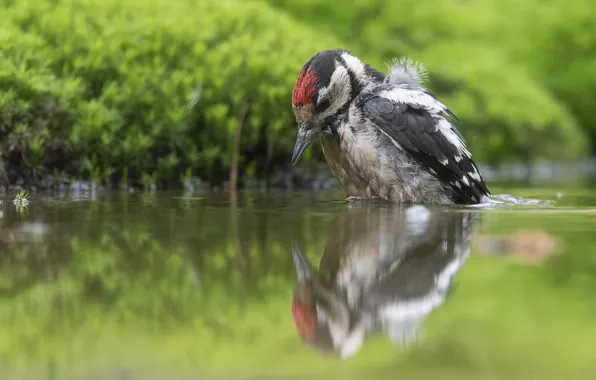 Water, reflection, bird, woodpecker, pond