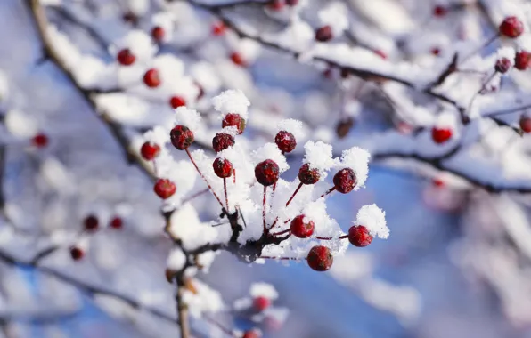 White, winter, snow, twig
