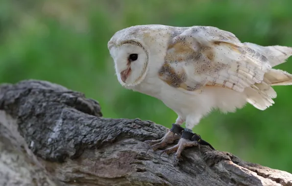 Picture white, background, owl, bird, log, the barn owl