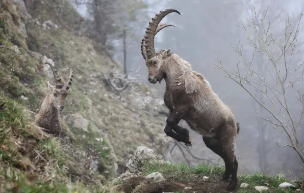 Rocks, goat, stand, goats, mountain goat, goat