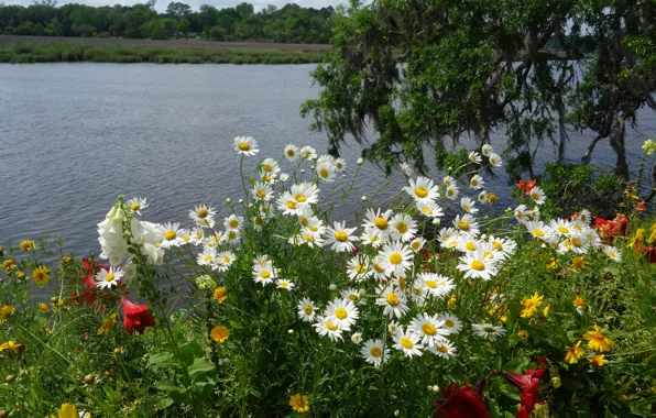 Greens, summer, flowers, branches, lake, pond, Park, river