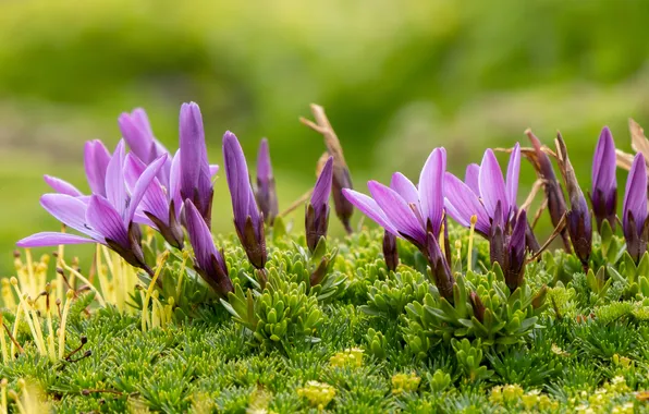 Flowers, crocuses, pink, buds, clearing, flowering, green background, lilac