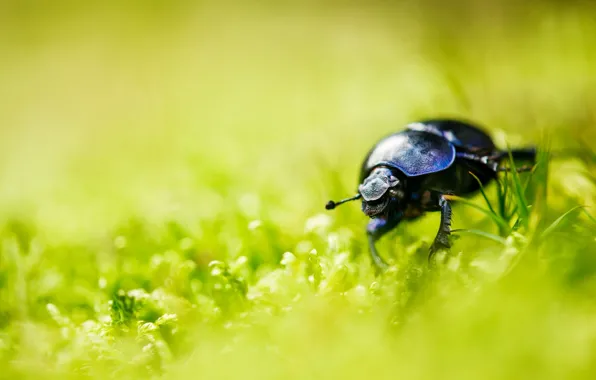 Grass, macro, background, Beetle